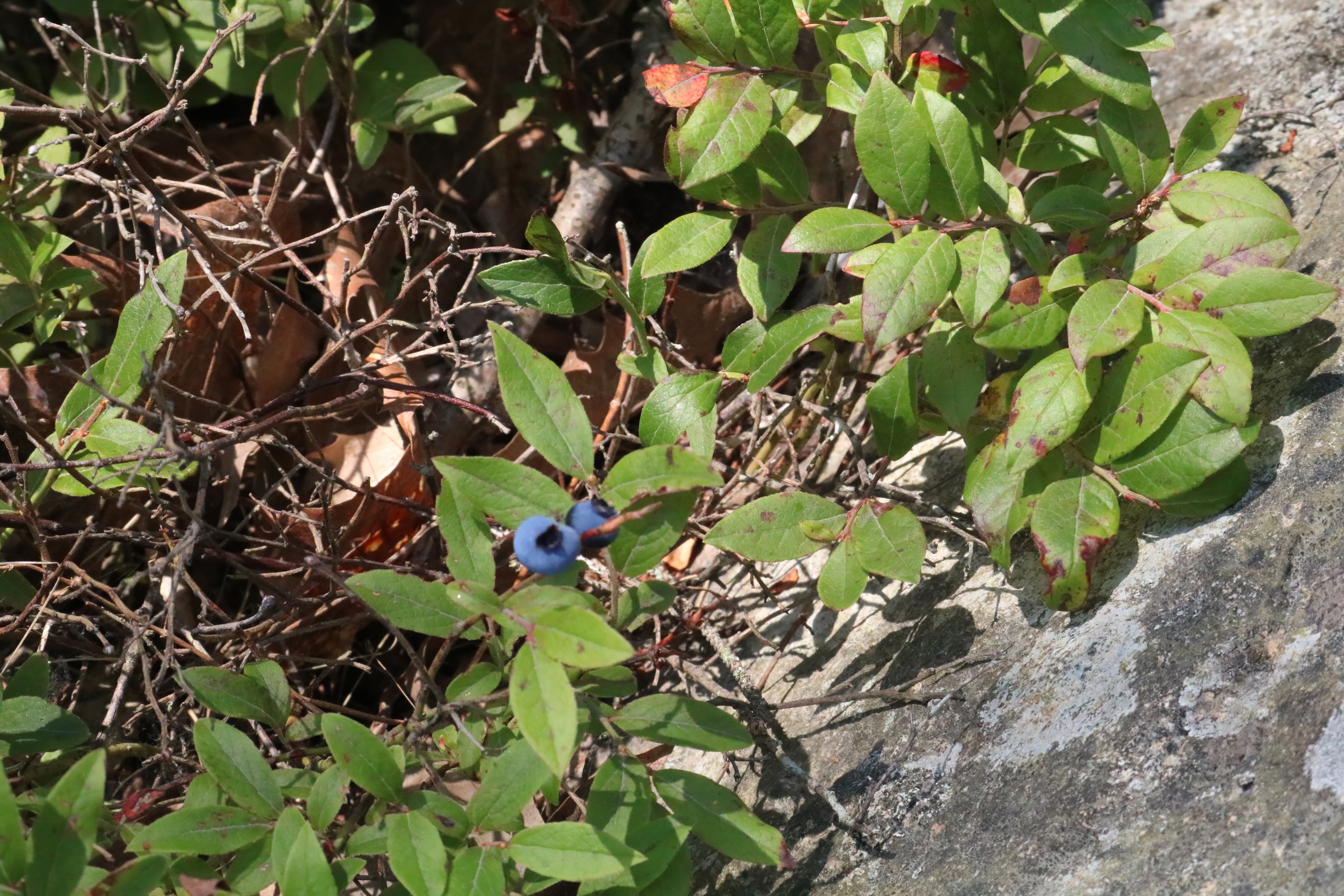 Gardens of Mount Desert Island